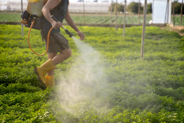 Best Termite Control Services  in Mante, CA